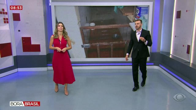 Cães em condições precárias são resgatados de porão de loja em SP