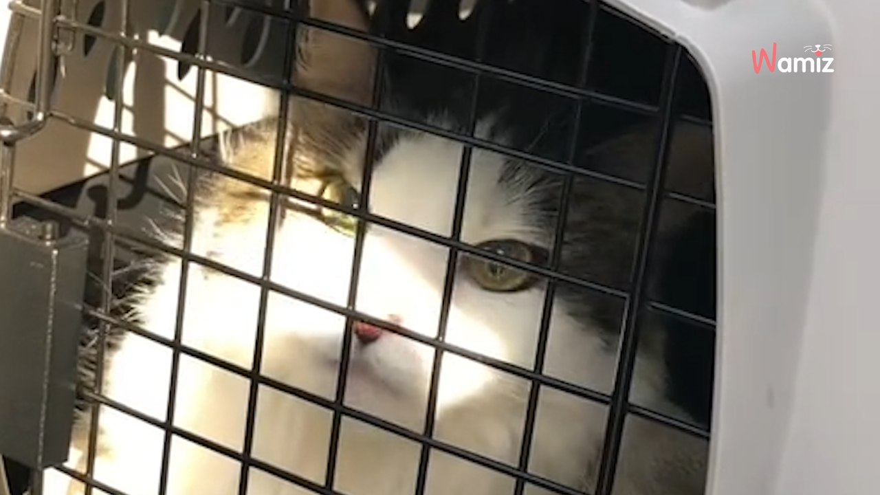 Il emmène son chat chez le vétérinaire et manque de s'évanouir en découvrant ce qui l'attend à l'arrivée (vidéo)