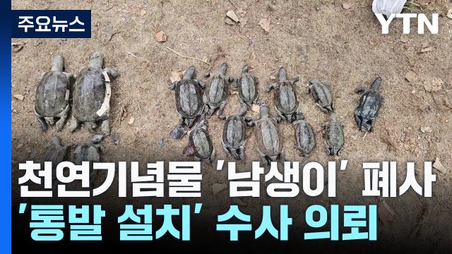 불법 통발에 천연기념물 '남생이' 떼죽음 / YTN