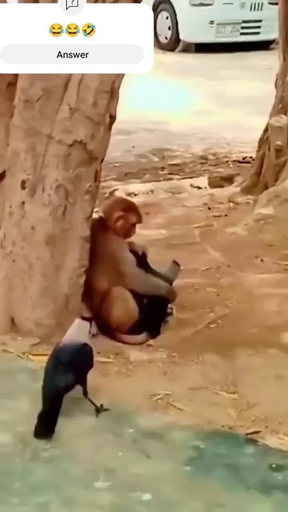 Funny animal 05.