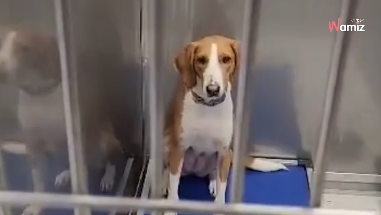 Abandonné à deux reprises, ce chien est abandonné une 3e fois de la plus abjecte des façons