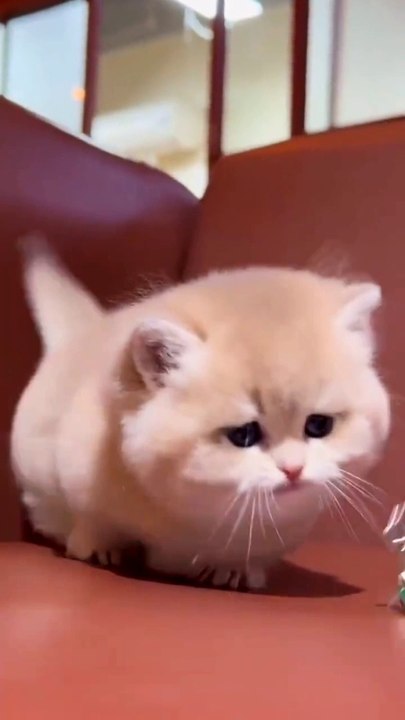 Cat playing nice look beautiful cat #naturalbeauty933#natural#beauty#night#hotvideo#nightvideo#trendingvideo#trendviddo#foryou#heoght#morning#dailymotion#