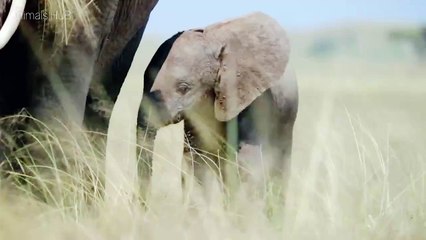 Cute Elephants story Island