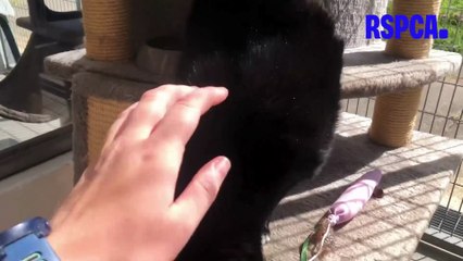 Two overweight cats abandoned in pet carriers in Aylesbury car park