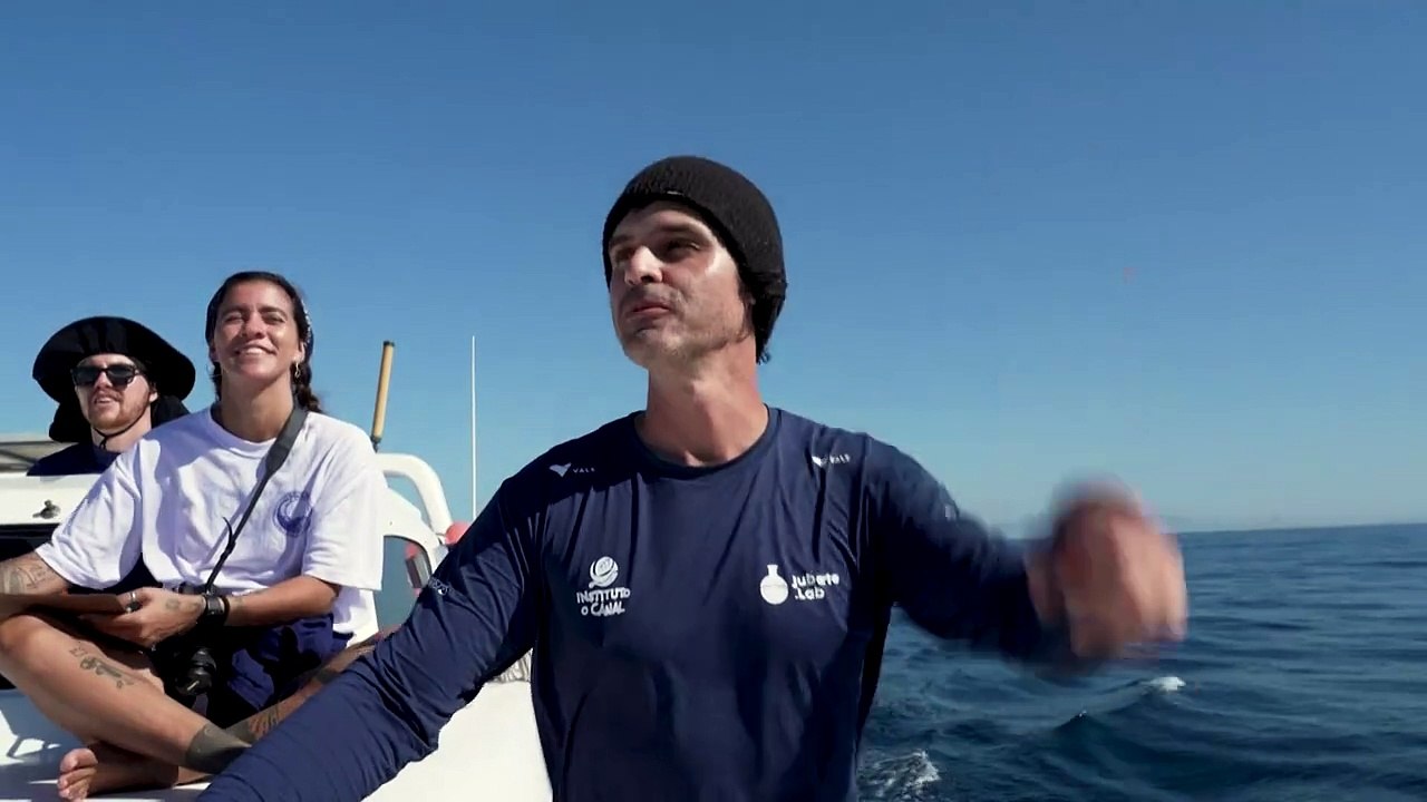 Les baleines à bosse : une nouvelle approche brésilienne de l'écotourisme