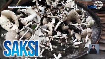 Saksi: (Part 3) Wild mushroom season; US elections; Carla Abellana, naospital