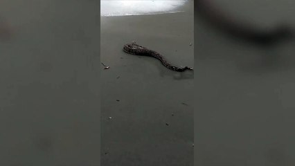 ext-pizotes-y-culebra-e1-230824