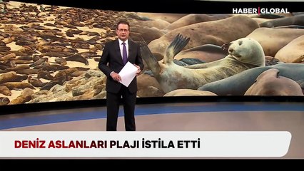 Deniz aslanları plajı istila etti