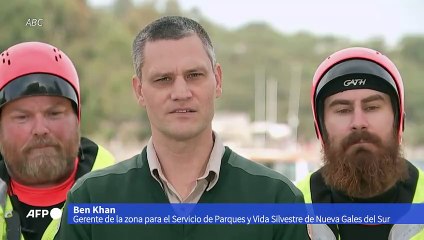 Liberan una ballena en la bahía de Sídney tras 22 horas atrapada