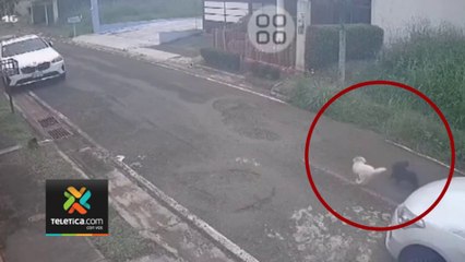 tn7-incidente-perros-puntarenas-230824