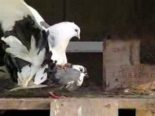 Accouplement De Pigeons Queue De Paon Video Dailymotion