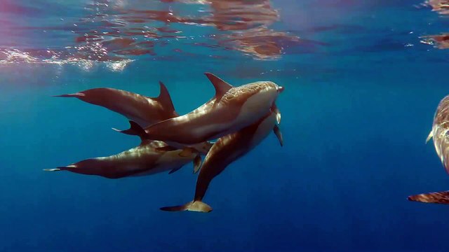 Un importantissimo avvistamento . Il video dei delfini a largo dell'isola d'Elba
