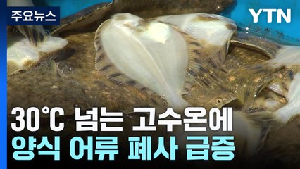 동해 고수온에 양식어류 폐사 급증 "폐업 할 지경" / YTN