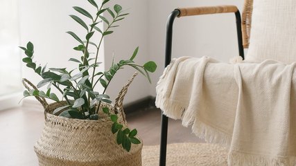 10 Best Beginner Houseplants—One for Every Room In Your Home