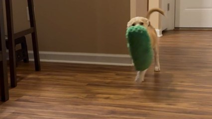 Puppy falls down stairs while playing with pickle toy but gets rescued just in time