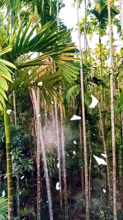 Bamboo creations with archer #bamboo #Diy #Slingshots #Bambooart