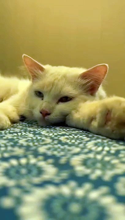 Color changing eyes cat