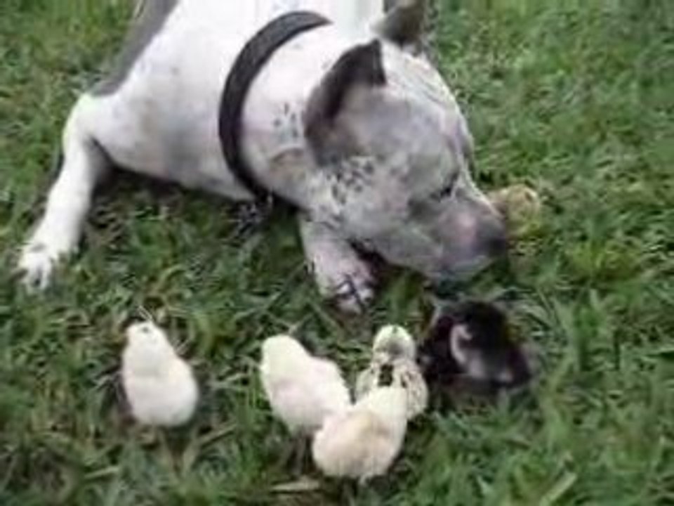 dog test