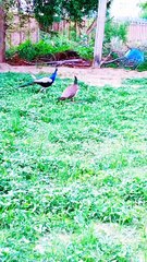 Peacocks with chakor
