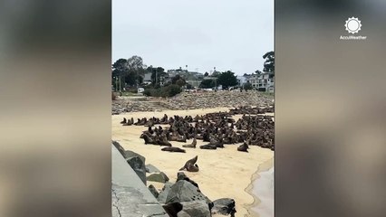 Hundreds of sea lions take over California beach