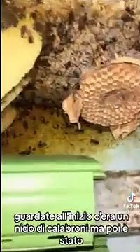 Viterbo: 100 mila api invadono una casa, ecco i giganteschi alveari costruiti nel bagno