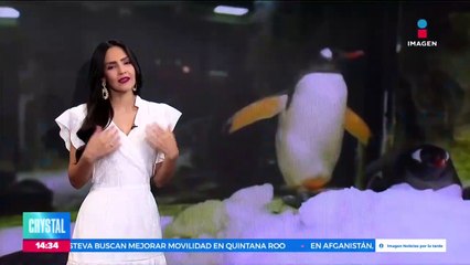 Muere uno de los pingüinos homosexuales del acuario de Sídney