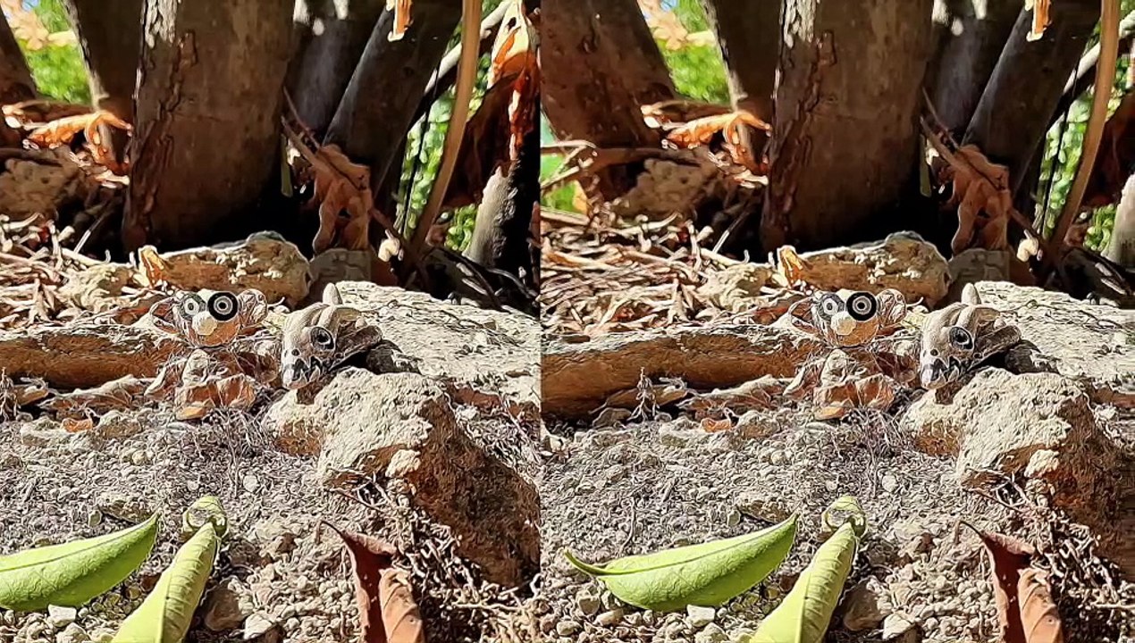 " OURSON NOUNOURS " JAK ARNOULD ©ADAGP