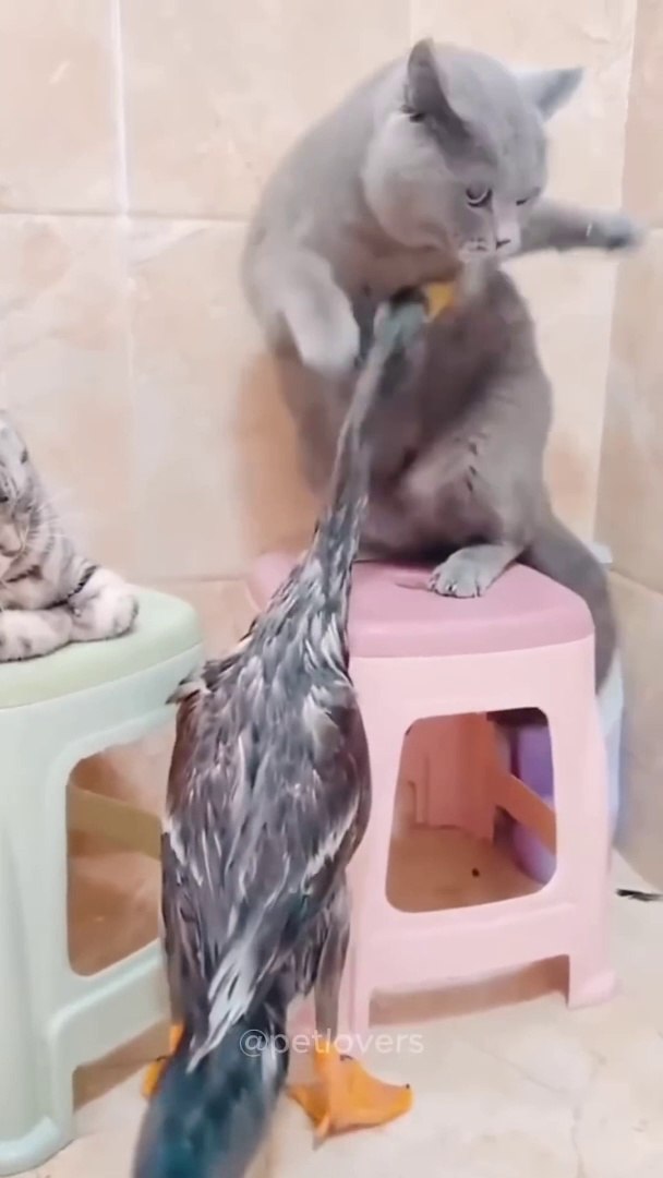 ⁣Cats VS All cat funnycats pets funnypets shorts