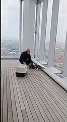 Torino, libera la poiana «prigioniera» al 43esimo piano del Grattacielo della Regione. Ecco la sua storia