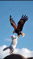 Eagle and Cat Friendship Redefined