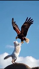 Eagle and Cat Friendship Redefined