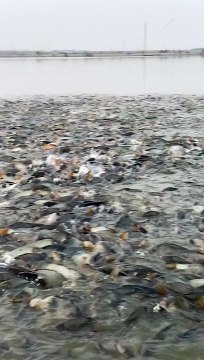 FISHES,,, Here is a much fishes in the stream water