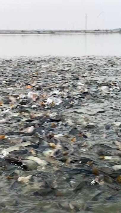 FISHES,,, Here is a much fishes in the stream water