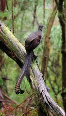 Lyrebird singing in the rain ️_Definitely put my (non-waterproof) camera on the line for this one so hopefully you all enjoy it __lyrebird _superblyrebird _wildlife _australia _birdphotography _birdwatching _bird(