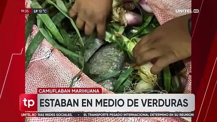 Hallan marihuana camuflada en bolsas con verduras dentro de una transportadora de encomiendas