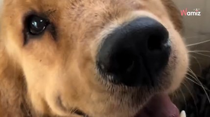 Download Video: Frauchen völlig baff, als ihr Golden Retriever DAS im Garten findet