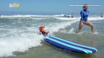 California Pooches Get Ready For Dog Surf-A-Thon