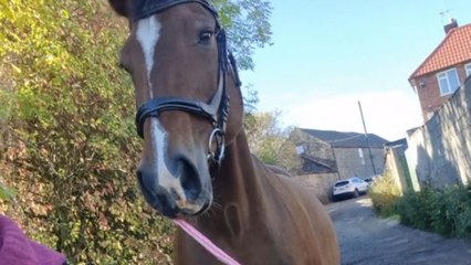 Dutch Warmblood gets spooked by the same log he sees everyday