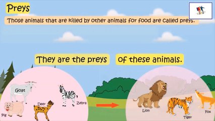 Characteristics Of Animals