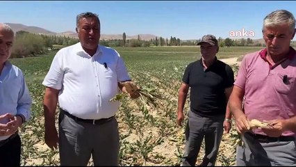 CHP'li Gürer, kuraklık ve sulama sorununa dikkat çekti: Binlerce dönüm arazideki şeker pancarı, ne yazık ki su sorunu nedeniyle gelişememiş durumda