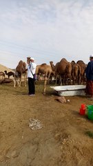 See the camel up close