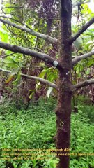 Đất vườn 2599 m2 có sẳn 300 m2 thổ cư