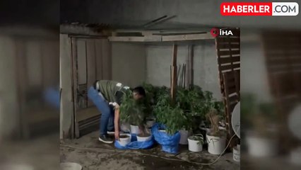 Sultangazi'de evinin çatı katında uyuşturucu yetiştiren şahıs polise yakalandı