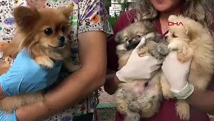 BURSA Evdeki işkenceden kurtarılan köpekleri, 11 dernek ve 32 kişi sahiplenmek istedi