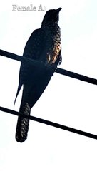 Asian Koel Female