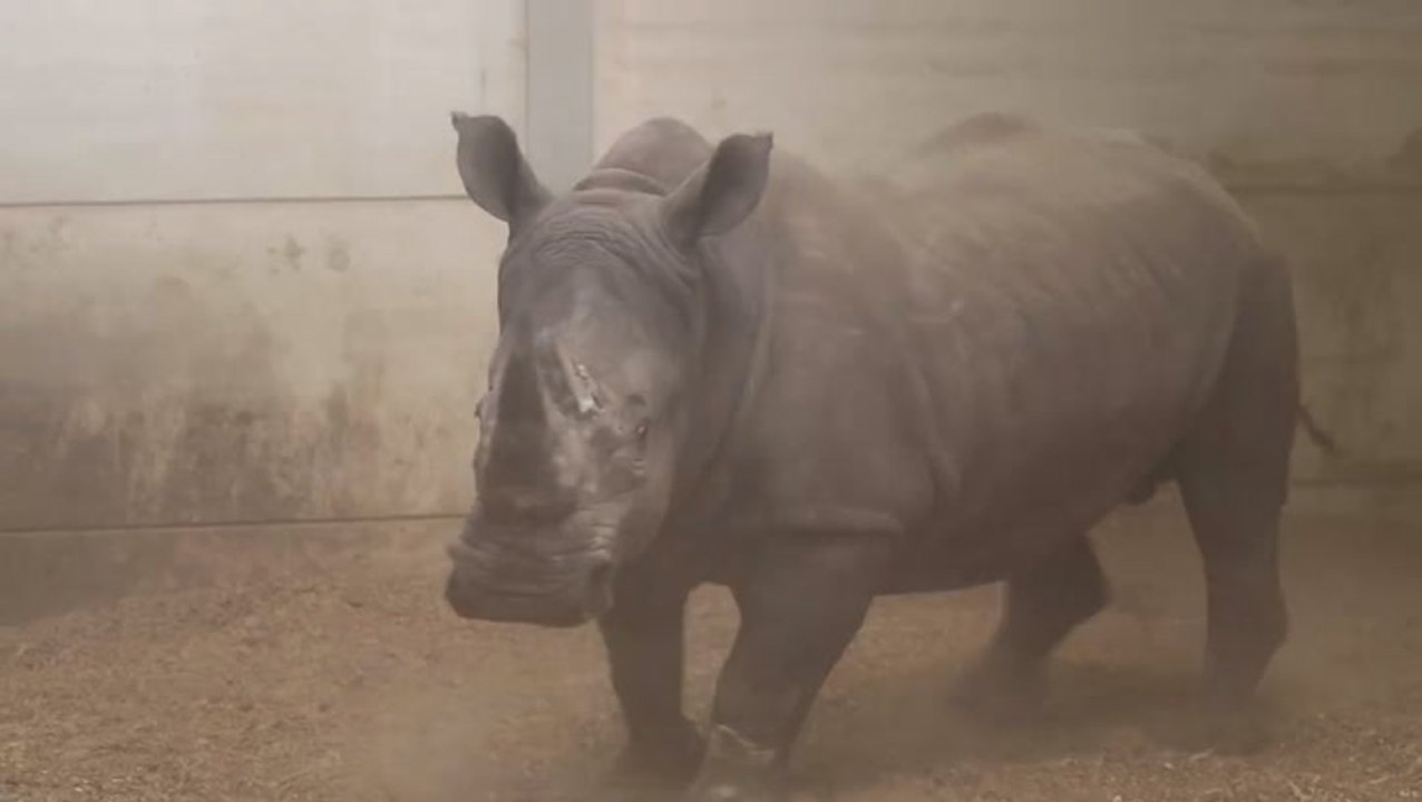 Watch: Two new southern white rhinos hoisted by...