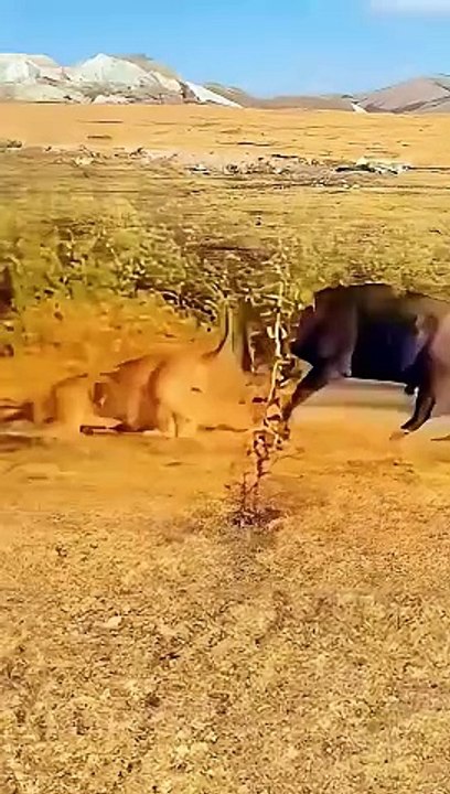 Lion vs buffalo