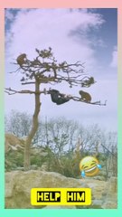 TELL ME ON COMMENTS BOX YOU LIKE VIDEO