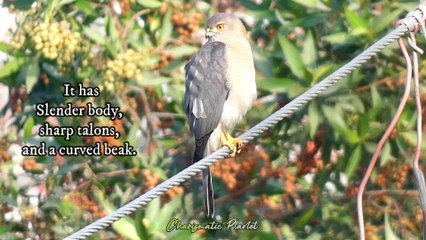 Little Banded Goshawk Perched Gracefully – See It to Believe It