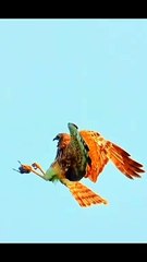 EAGLES,, Here is a pair colorful eagles